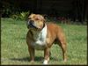 Staffordshire Bullterrier Foto: The Show (ID 22783) Staffordshire Bullterrier Hund