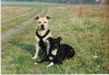 Staffordshire Bullterrier Foto: zwei ganz stolze hunde (ID 13343) Staffordshire Bullterrier Hund