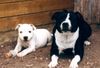Staffordshire Bullterrier Foto: Nike & Mama Shelly (ID 6857) Staffordshire Bullterrier Hund
