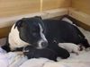 Staffordshire Bullterrier Foto: Gentle Nature A-Wurf mit Mama Cheerstaff Quiet Quest alias Shelly (ID 6852) Staffordshire Bullterrier Hund