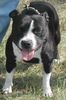 Staffordshire Bullterrier Foto: Cheerstaff Quiet Quest alias Shelly (ID 6853) Staffordshire Bullterrier Hund