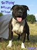 Staffordshire Bullterrier Foto: Snoobs (ID 33131) Staffordshire Bullterrier Hund