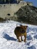Staffordshire Bullterrier Foto: Gio (ID 18405) Staffordshire Bullterrier Hund