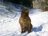 Staffordshire Bullterrier Foto: Gio (ID 18406) Staffordshire Bullterrier Hund