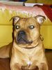 Staffordshire Bullterrier Foto: Gio (ID 18407) Staffordshire Bullterrier Hund