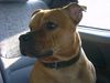 Staffordshire Bullterrier Foto: Gio (ID 18408) Staffordshire Bullterrier Hund