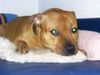 Staffordshire Bullterrier Foto: Gio (ID 18409) Staffordshire Bullterrier Hund