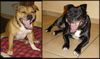 Staffordshire Bullterrier Foto: Wir sind müde (ID 18163) Staffordshire Bullterrier Hund