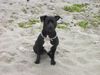Staffordshire Bullterrier Foto: Sidney, die Strandaufsicht (ID 38636) Staffordshire Bullterrier Hund