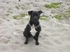 Staffordshire Bullterrier Hund