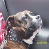 Staffordshire Bullterrier Foto: Autofahren ist super (ID 10904) Staffordshire Bullterrier Hund