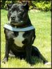 Staffordshire Bullterrier Foto: The Lady (ID 22784) Staffordshire Bullterrier Hund
