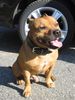 Staffordshire Bullterrier Foto: Gio (ID 38007) Staffordshire Bullterrier Hund
