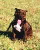 Staffordshire Bullterrier Foto: Full Impact's Alina (ID 964) Staffordshire Bullterrier Hund