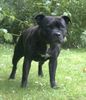 Staffordshire Bullterrier Foto: CH. Cheerstaff No Retreat (Angel) (ID 2421) Staffordshire Bullterrier Hund