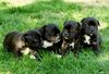 Staffordshire Bullterrier Foto: Die Welpen meiner Staff.Bull.Hündin Angel (geb.10.4.03) b (ID 3553) Staffordshire Bullterrier Hund