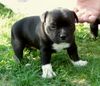Staffordshire Bullterrier Foto: Die Welpen meiner Staff.Bull.Hündin Angel (geb.10.4.03) b (ID 3554) Staffordshire Bullterrier Hund