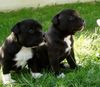 Staffordshire Bullterrier Foto: Die Welpen meiner Staff.Bull.Hündin Angel (geb.10.4.03) b (ID 3555) Staffordshire Bullterrier Hund