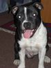 Staffordshire Bullterrier Foto: Cheerstaff Renown Spirit, Cyranos Sohnemann (ID 3358) Staffordshire Bullterrier Hund