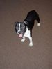 Staffordshire Bullterrier Foto: Cheerstaff Renown Spirit (ID 3352) Staffordshire Bullterrier Hund