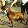 Staffordshire Bullterrier Foto: lass mich los (ID 10225) Staffordshire Bullterrier Hund
