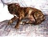 Staffordshire Bullterrier Foto: Bella wurde im Alter von 3 Monaten ausgesetzt. (ID 1870) Staffordshire Bullterrier Hund