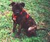 Staffordshire Bullterrier Foto: Bella wurde im Alter von 3 Monaten ausgesetzt. (ID 1871) Staffordshire Bullterrier Hund