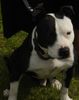 Staffordshire Bullterrier Foto: Bulles (ID 5927) Staffordshire Bullterrier Hund