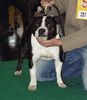 Staffordshire Bullterrier Foto: Ch.Cheerstaff Pied Piper(Cyrano) (ID 5812) Staffordshire Bullterrier Hund