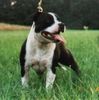 Staffordshire Bullterrier Foto: Deckrüde Cheerstaff Pied Piper (Cyrano) (ID 2420) Staffordshire Bullterrier Hund