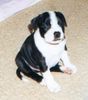 Staffordshire Bullterrier Foto: Cyrano (Ch.Cheerstaff Pied Piper) 4 Wochen alt (ID 8990) Staffordshire Bullterrier Hund