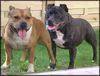 Staffordshire Bullterrier Foto: Meine Lieblinge (ID 10396) Staffordshire Bullterrier Hund