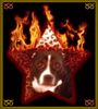 Staffordshire Bullterrier Foto: Eddie, my flaming star! (ID 13516) Staffordshire Bullterrier Hund