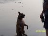 Staffordshire Bullterrier Foto: Man gib schon her..... (ID 31617) Staffordshire Bullterrier Hund