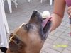 Staffordshire Bullterrier Foto: mmmm das schmeckt... (ID 31618) Staffordshire Bullterrier Hund