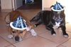Staffordshire Bullterrier Foto: Wünsche alles Staffbull ein guten Rutsch (ID 17312) Staffordshire Bullterrier Hund