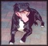 Staffordshire Bullterrier Foto: Brenda (ID 11163) Staffordshire Bullterrier Hund