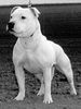 Staffordshire Bullterrier Foto: Cyranos Mutter CH.Cheerstaff White Iris (ID 2423) Staffordshire Bullterrier Hund