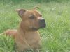 Staffordshire Bullterrier Foto: Gio (ID 3631) Staffordshire Bullterrier Hund