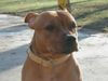 Staffordshire Bullterrier Foto: This is Gio, 9 monaten alt (ID 2886) Staffordshire Bullterrier Hund