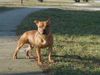 Staffordshire Bullterrier Foto: Gio (ID 2999) Staffordshire Bullterrier Hund