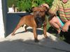 Staffordshire Bullterrier Foto: so schon (ID 14368) Staffordshire Bullterrier Hund