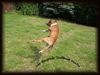 Staffordshire Bullterrier Foto: Juhu es ist endlich Sommer (ID 10381) Staffordshire Bullterrier Hund