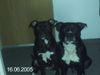 Staffordshire Bullterrier Foto: meine lieblinge sammy und honey (ID 23995) Staffordshire Bullterrier Hund
