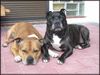 Staffordshire Bullterrier Foto: Seid 1999 ein unzertrennliches Paar (ID 10953) Staffordshire Bullterrier Hund
