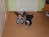 Staffordshire Bullterrier Foto: Murphy und Denise (ID 10925) Staffordshire Bullterrier Hund