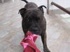 Staffordshire Bullterrier Foto: tyson (ID 32315) Staffordshire Bullterrier Hund