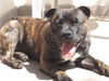 Staffordshire Bullterrier Foto (ID 31598) Staffordshire Bullterrier Hund