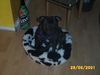 Staffordshire Bullterrier Foto: Amadeus of Diamond Streamer (ID 6410) Staffordshire Bullterrier Hund