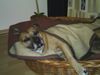 Staffordshire Bullterrier Foto: Gute Nacht (ID 21714) Staffordshire Bullterrier Hund
